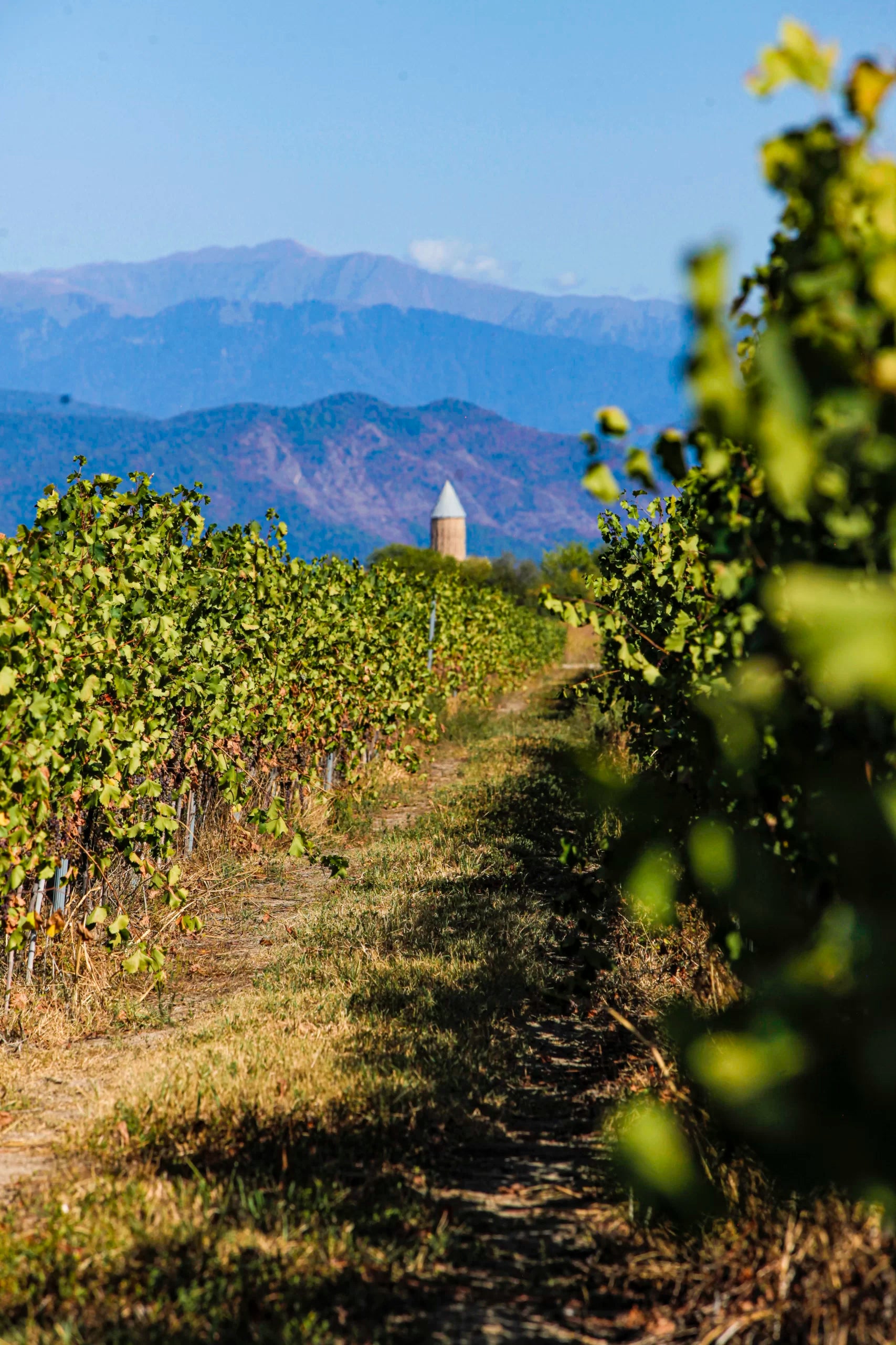 Kakheti Wine Company