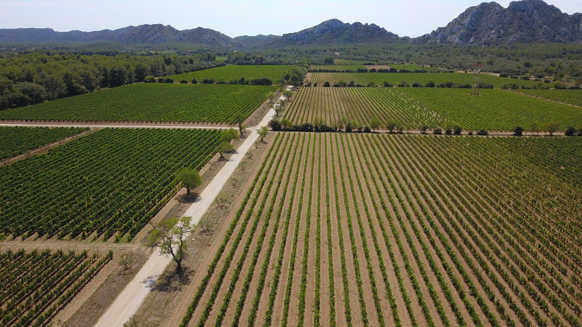 Domaine Terres Blanches