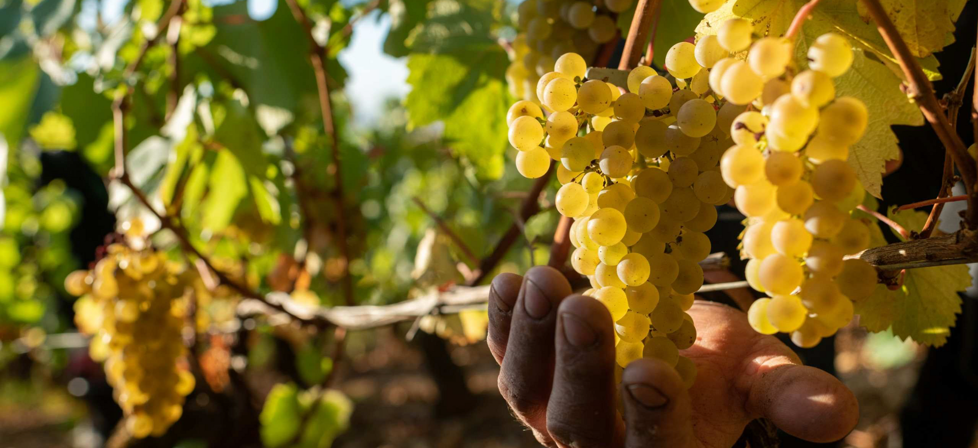 Chardonnay fra hele verden