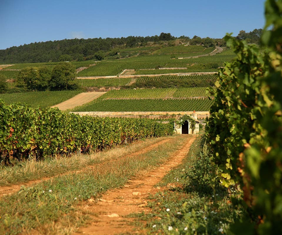 Domaine Comte Armand