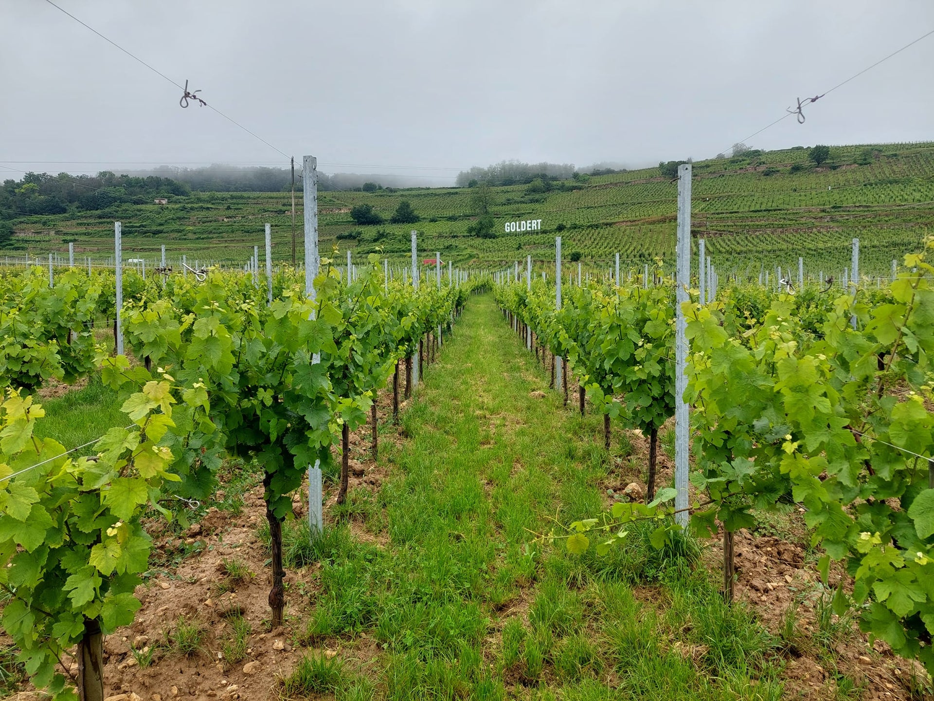 Domaine Bernard Scherb et Fils